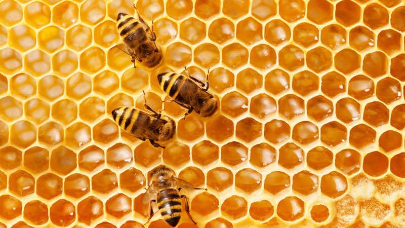 بیماری-واروازیس-زنبور-عسل