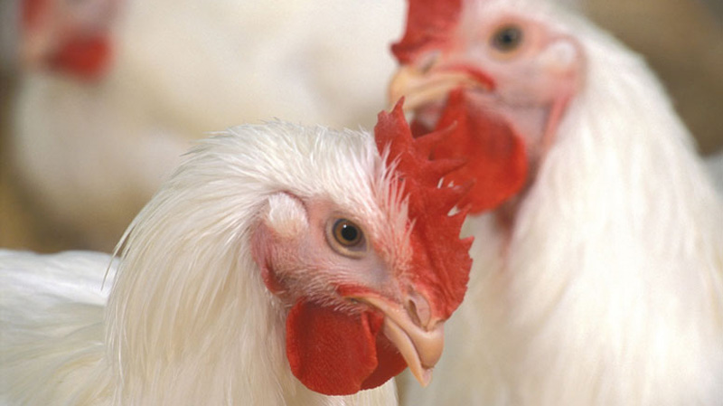 روش پیشگیری از آنفولانزای مرغی