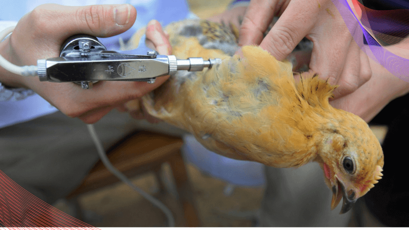 پیشگیری از وبای مرغان