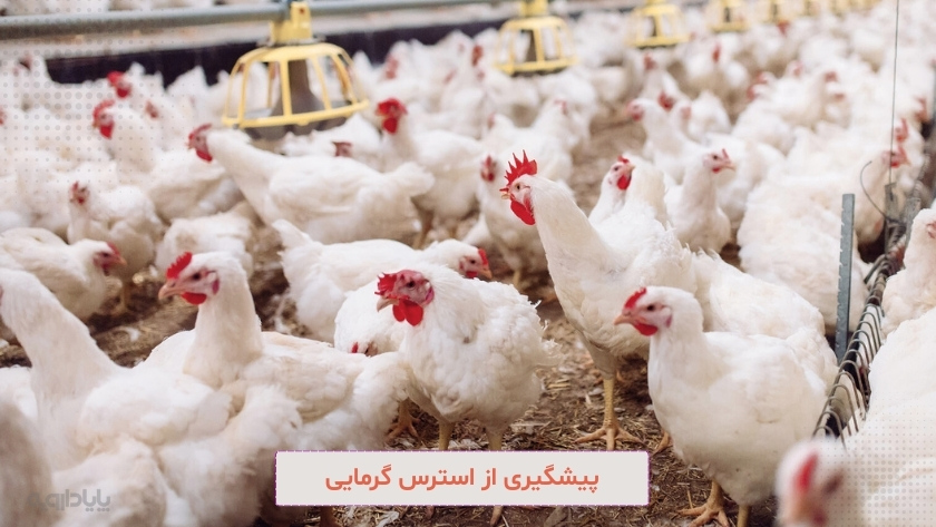 روش های پیشگیری از استرس گرمایی مرغ در تابستان