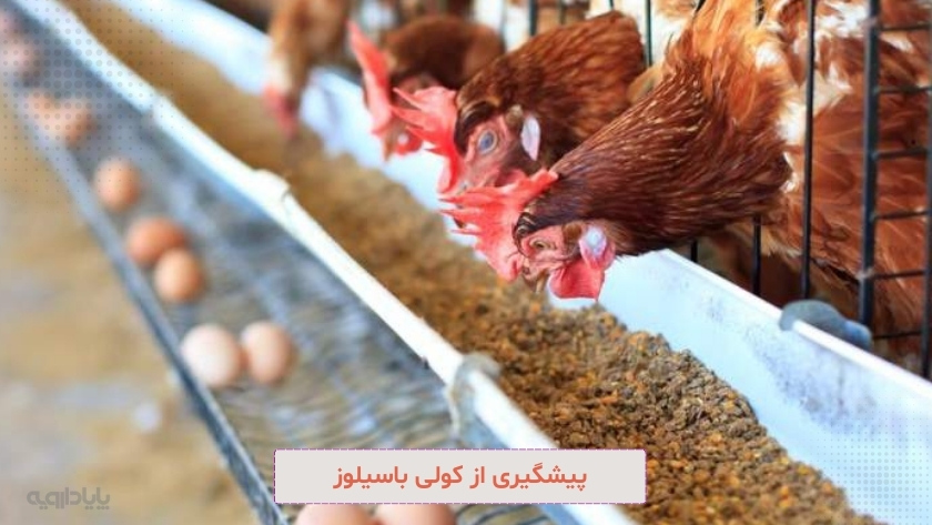 پیشگیری از کولی باسیلوز در تابستان