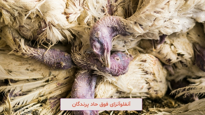 آنفلوآنزای فوق حاد پرندگان