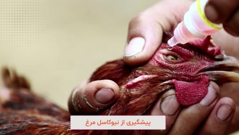 راه های پیشگیری از نیوکاسل مرغ در فصل تابستان
