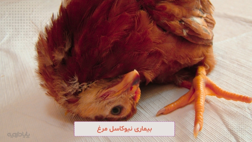 نیوکاسل مرغ در تابستان