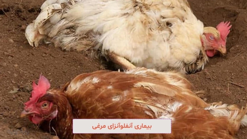 شیوع بیماری آنفلوآنزای مرغی در فصل تابستان