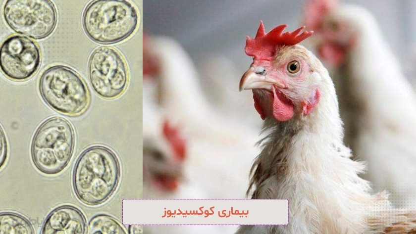 بیماری کوکسیدیوز یکی از شایع ترین بیماری های مرغ در تابستان