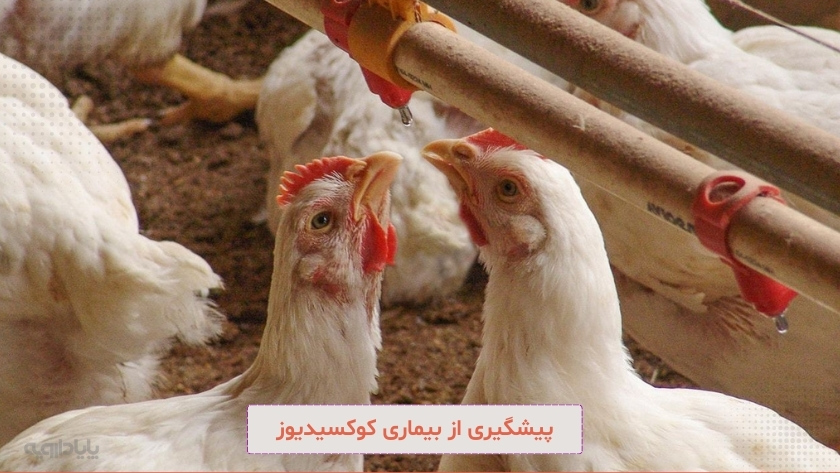 پیشگیری از بیماری کوکسیدیوز در فصل تابستان