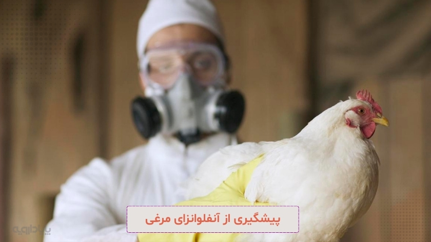 پیشگیری از آنفلوانزای مرغی