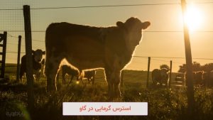 استرس گرمایی (تنش گرمایی) در گاو شیری