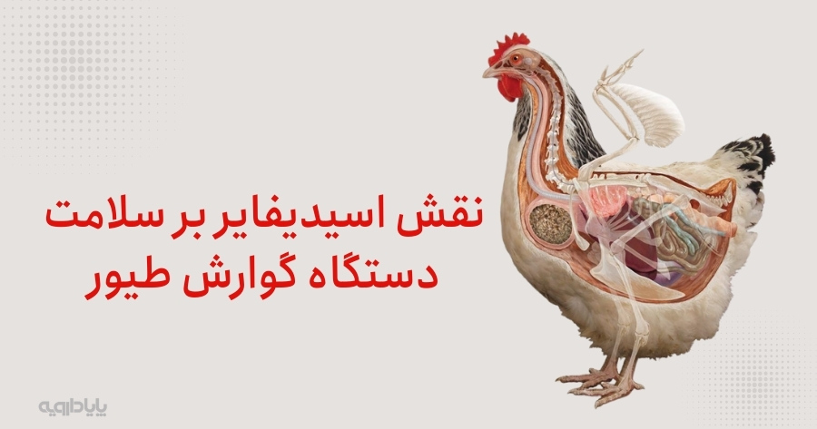 نقش اسیدیفایر بر سلامت دستگاه گوارش طیور