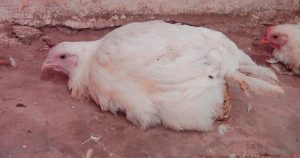 آسپرژیلوزیس در طیور