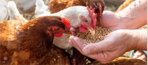 مزایای اسیدی فایر در تغذیه طیور با نمایش بهبود رشد، سلامت روده و عملکرد کلی گله