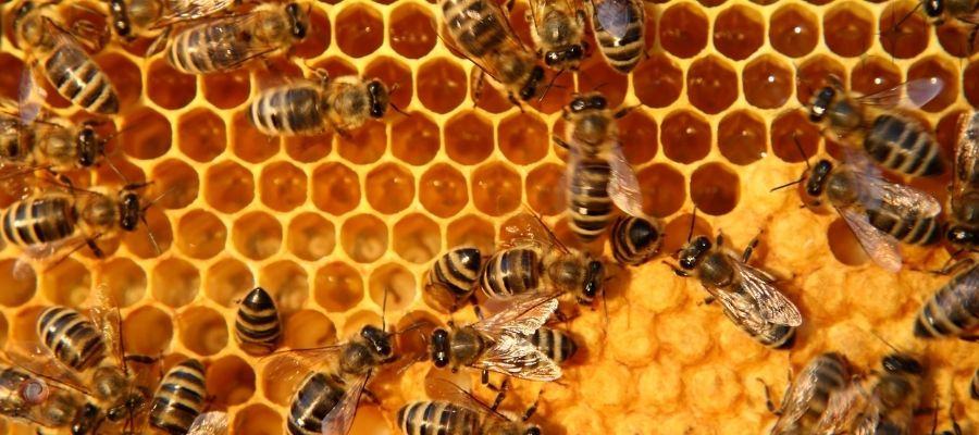 مقابله با بیماری کنه زنبور عسل