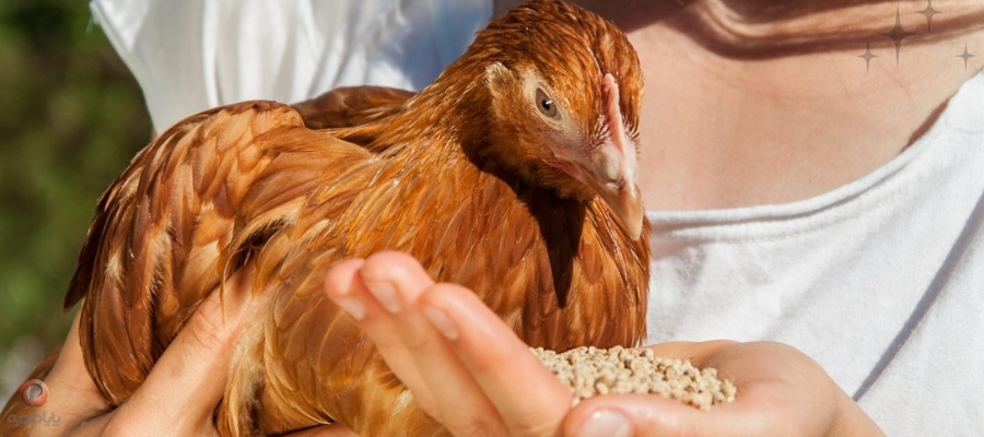 تاثیر اسید بوتیریک بر افزایش طول پرزهای روده و بهبود جذب مواد مغذی در طیور