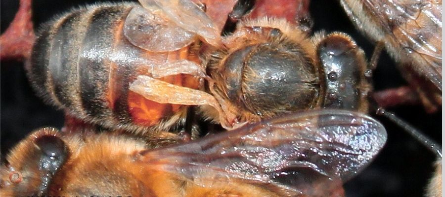 زنبورعسل مبتلا به ویروس بال ناقص (DWV) ناشی از آلودگی به کنه واروآ
