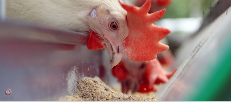 مکانیسم عمل اسیدی فایر در کاهش pH روده و مهار باکتریهای مضر مانند ای کولای