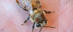 بیماری کنه زنبور عسل