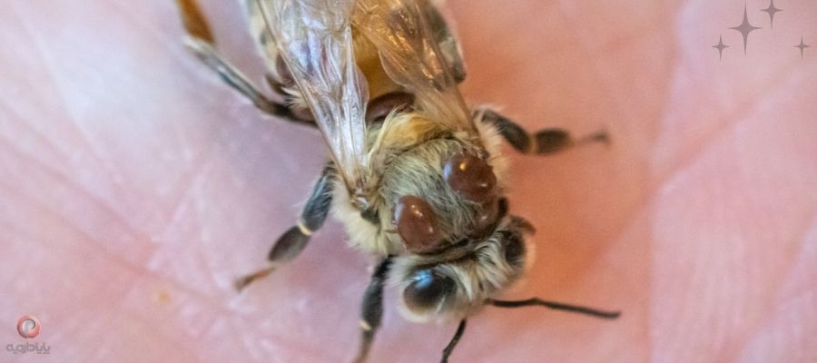 بیماری کنه زنبور عسل