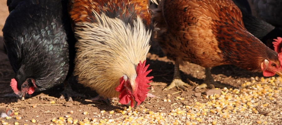 کاربرد اسیدی فایرها در مبارزه با باکتری های طیور