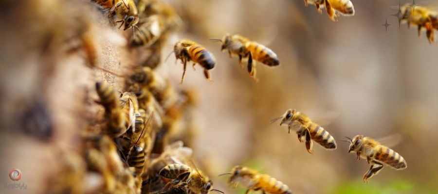 روش های درمان بیماری کنه زنبورعسل
