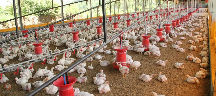 کاربرد اسیدی فایرها در پرورش طیور