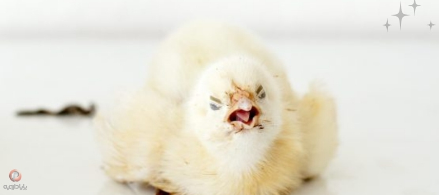 جوجه مبتلا به آسپرژیلوزیس با علائم تنفسی شدید