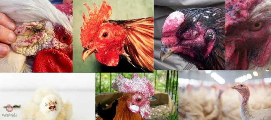 معرفی بیماری های قارچی طیور