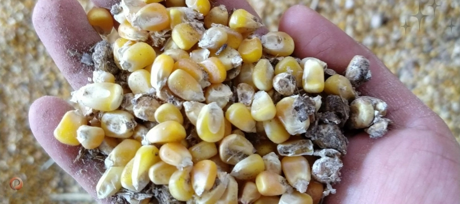 خوراک کپکزده، تهدیدی جدی برای سلامت گله و عامل اصلی مایکو توکسیکوزیس است.