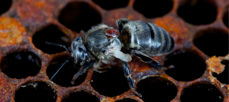 چرخه زندگی کنه واروا