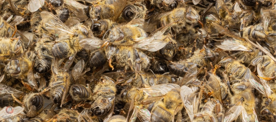 علایم بیماری نوزما