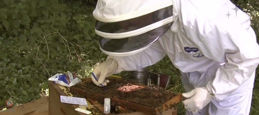 بازرسی لارو برای تشخیص و مبارزه با لوک اروپایی