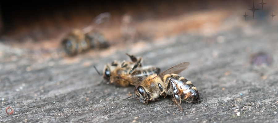 علایم آلودگی به کنه آکاراپیس