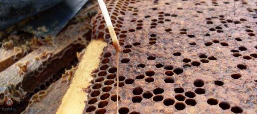 تست چوب کبریت برای تشخیص بیماری لوک آمریکایی