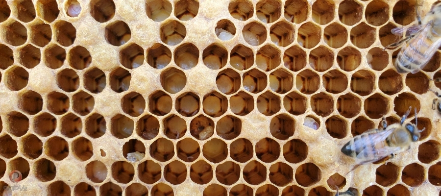 تفاوت لوک اروپایی و لوک آمریکایی