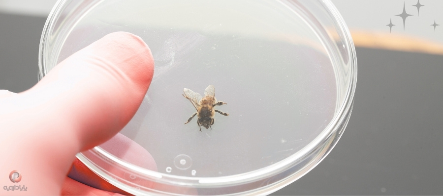 تشخیص آزمایشگاهی بیماری نوزما در زنبور عسل