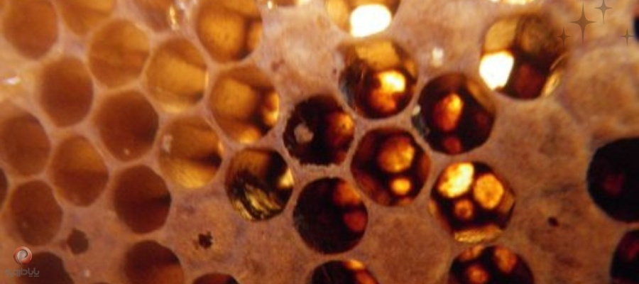 علایم لوک آمریکایی؛ تخم ریزی پراکنده