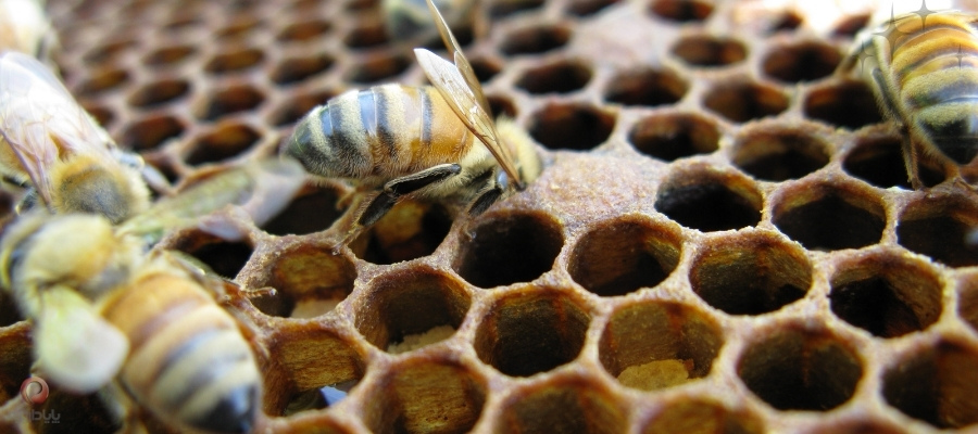 بیماری لوک اروپایی زنبور عسل