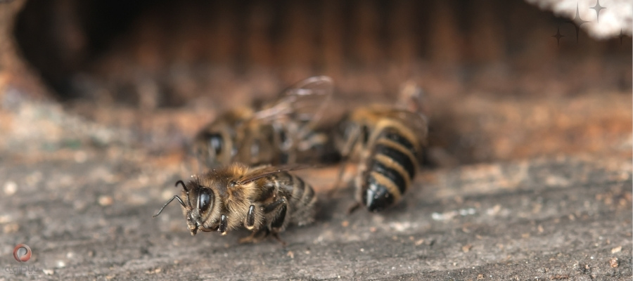کنه تراشه ای زنبور عسل چیست