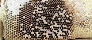 معرفی بیماری لوک آمریکایی و علایم و نشانه های آن