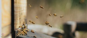 بیماری نوزما