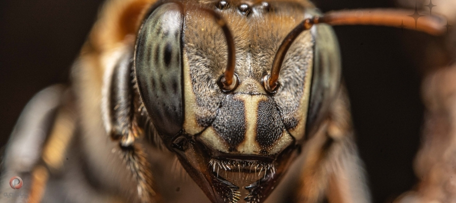 روش های درمان کنه تراشه ای زنبورعسل